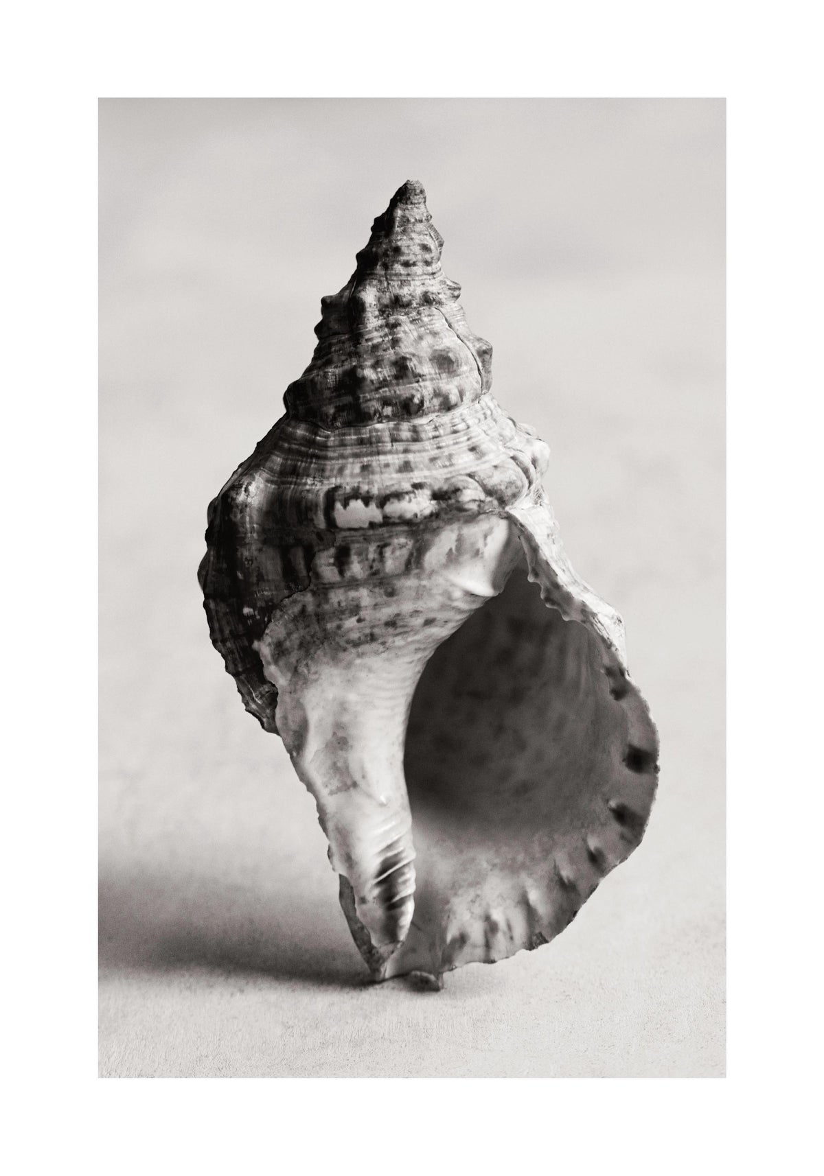 The Art of the Sea Print