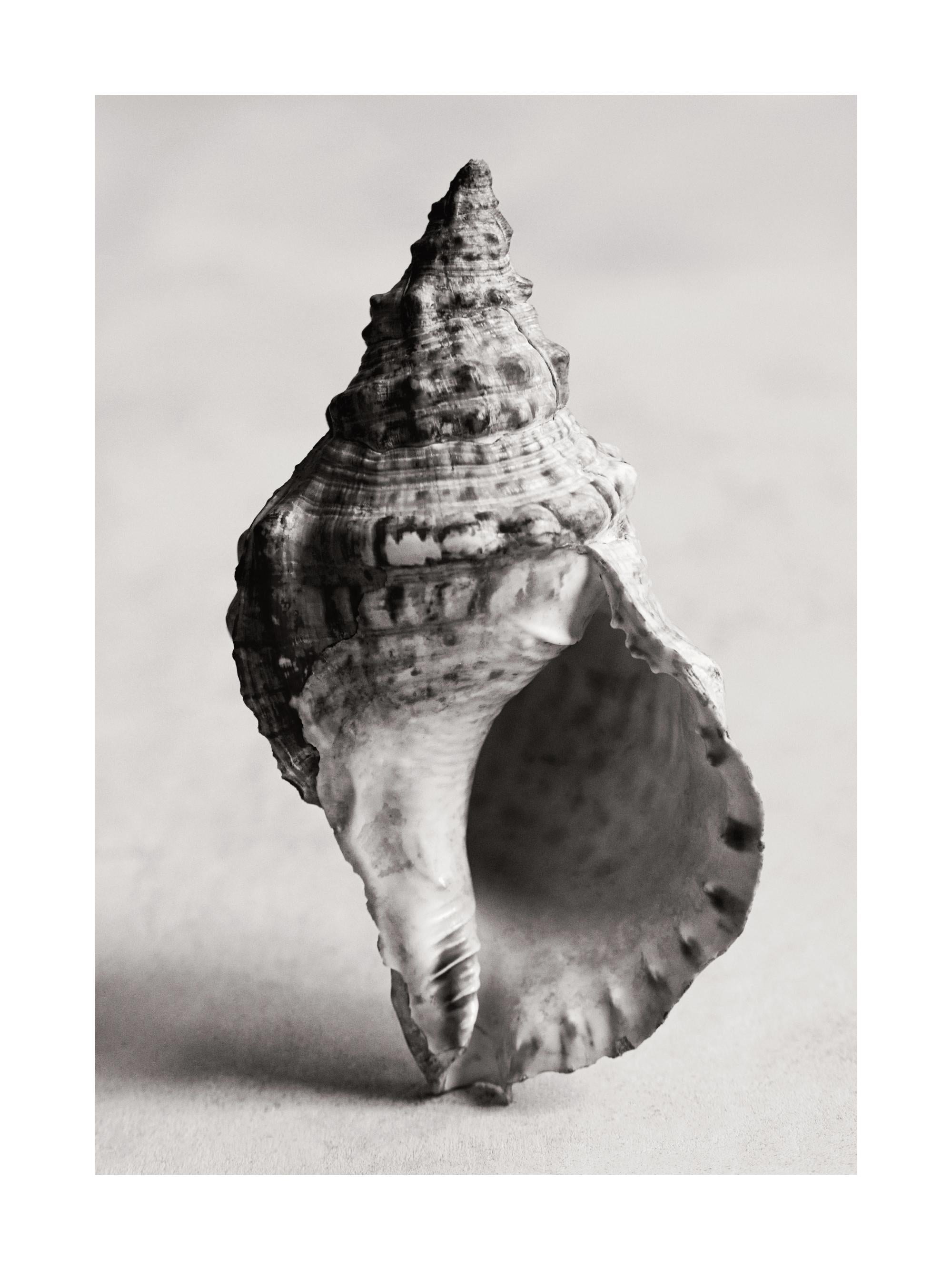 The Art of the Sea Print