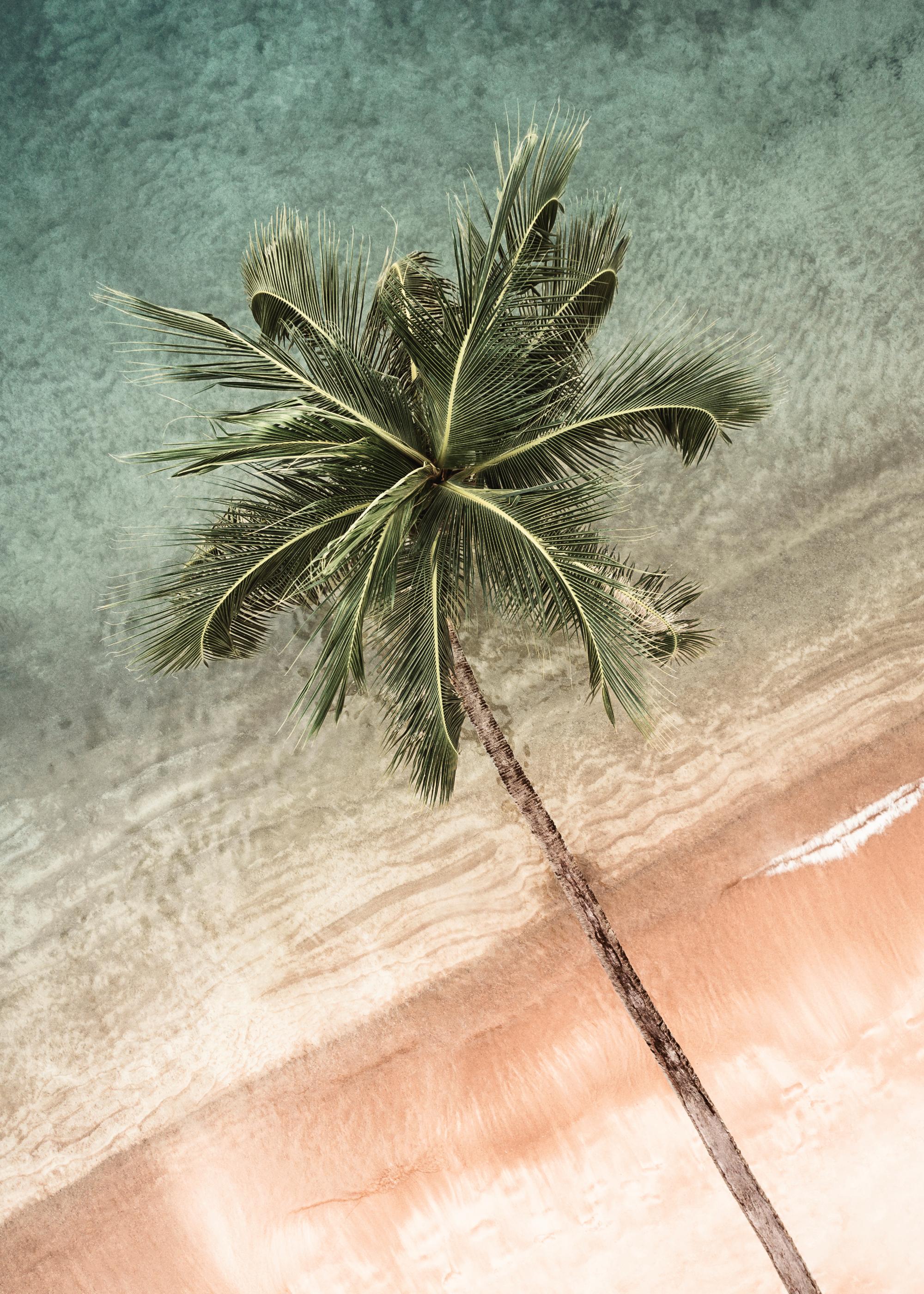 Coastal Crown Print