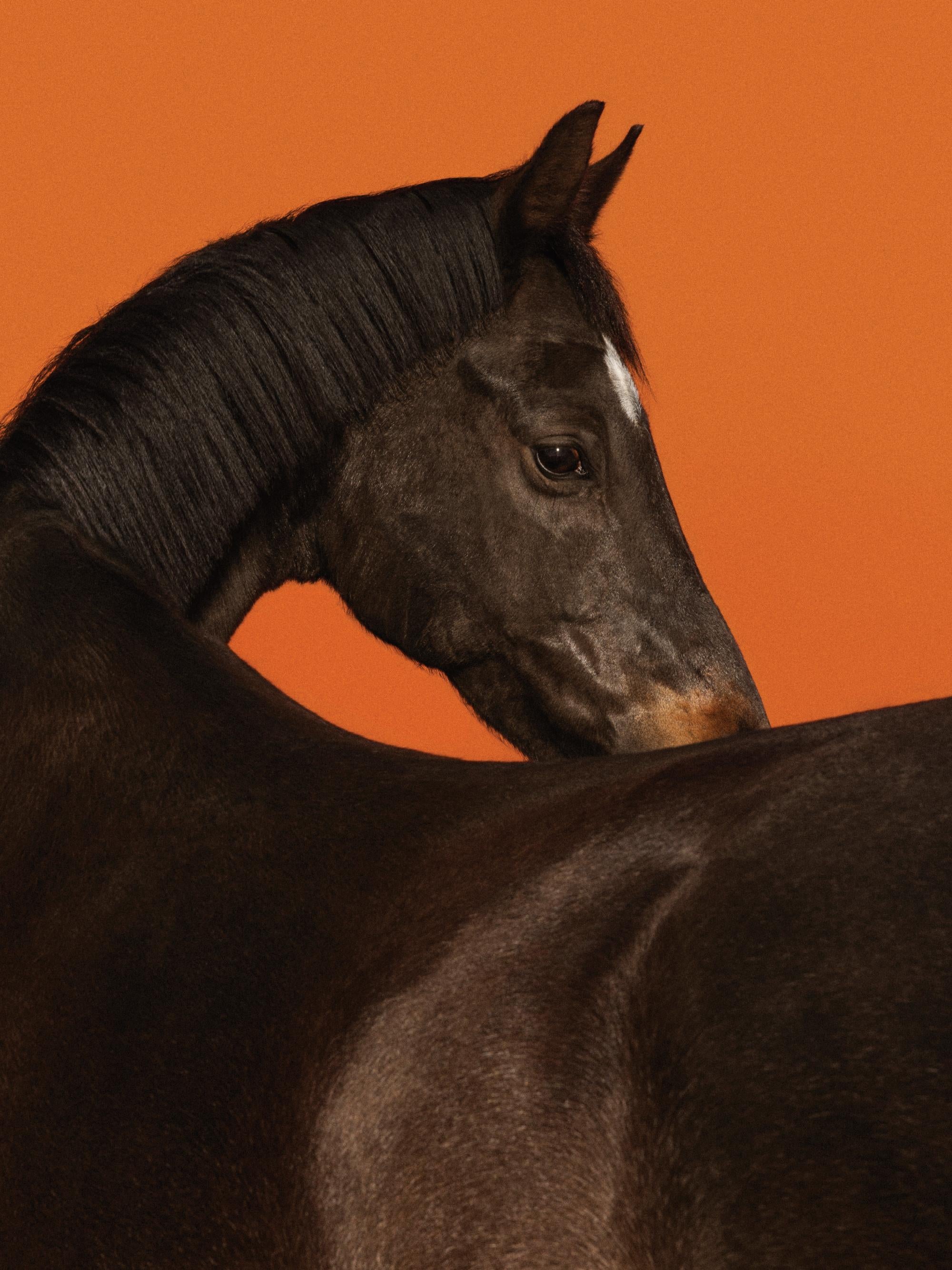 Stallion Print