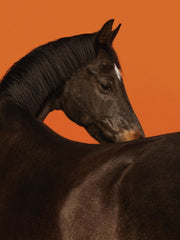 Stallion Print