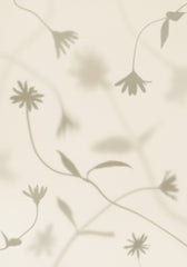 Petal Shadows Print