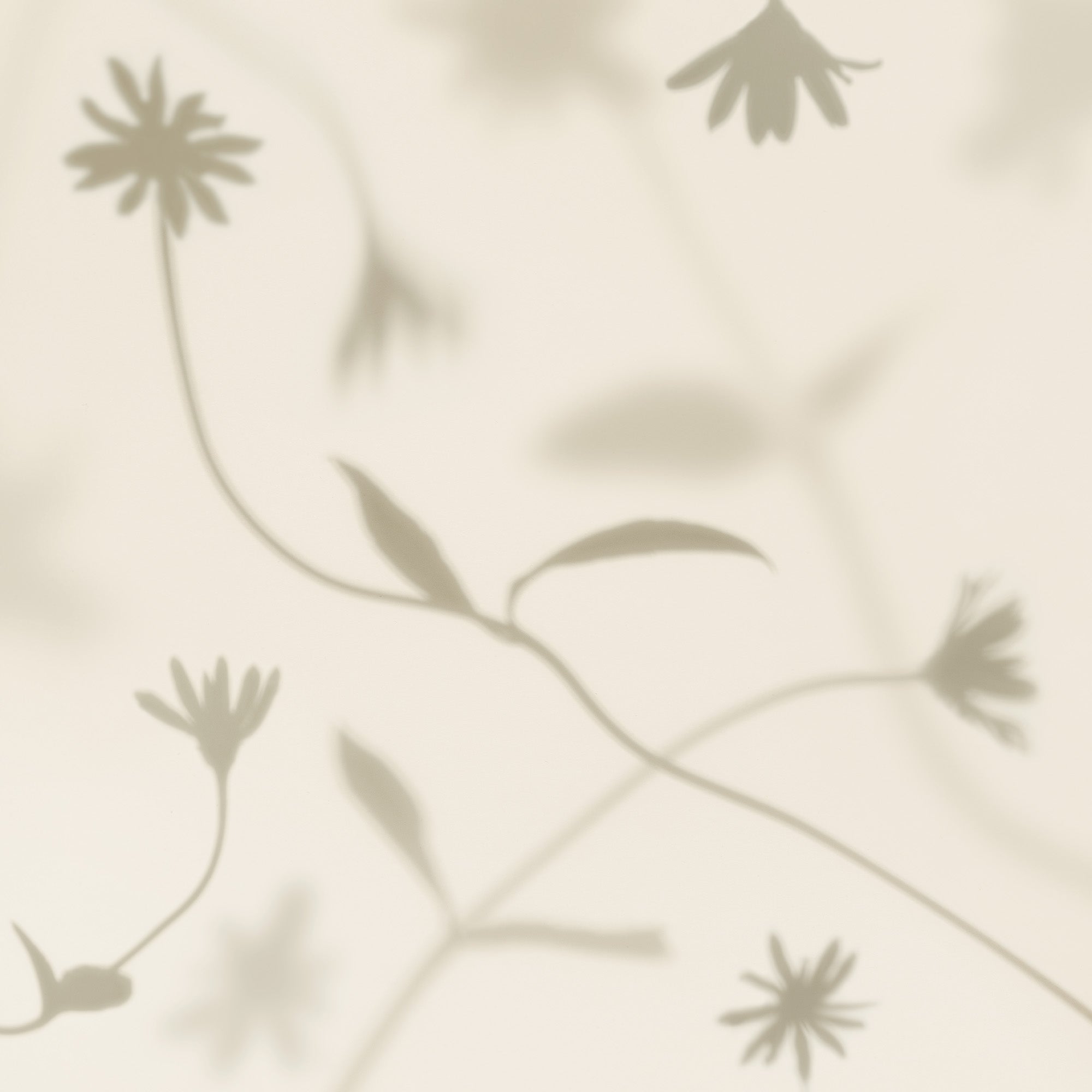 Petal Shadows Print