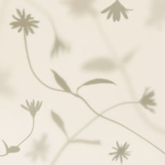 Petal Shadows Print
