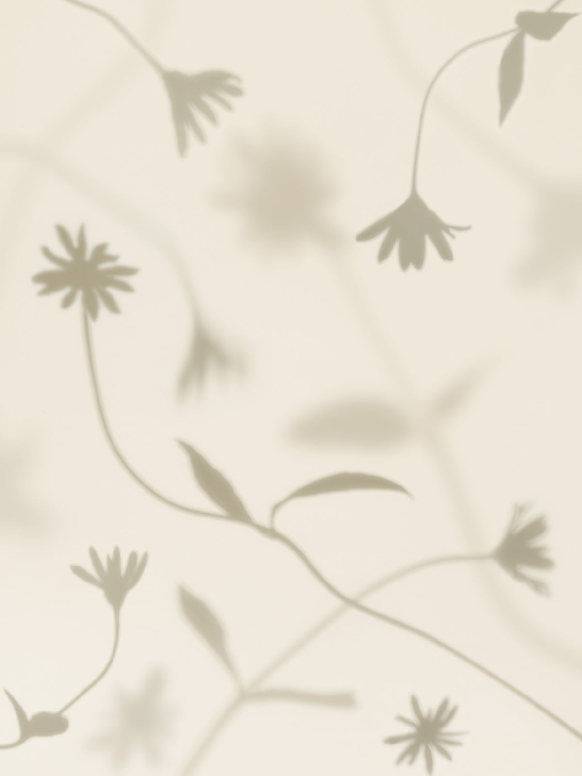 Petal Shadows Print