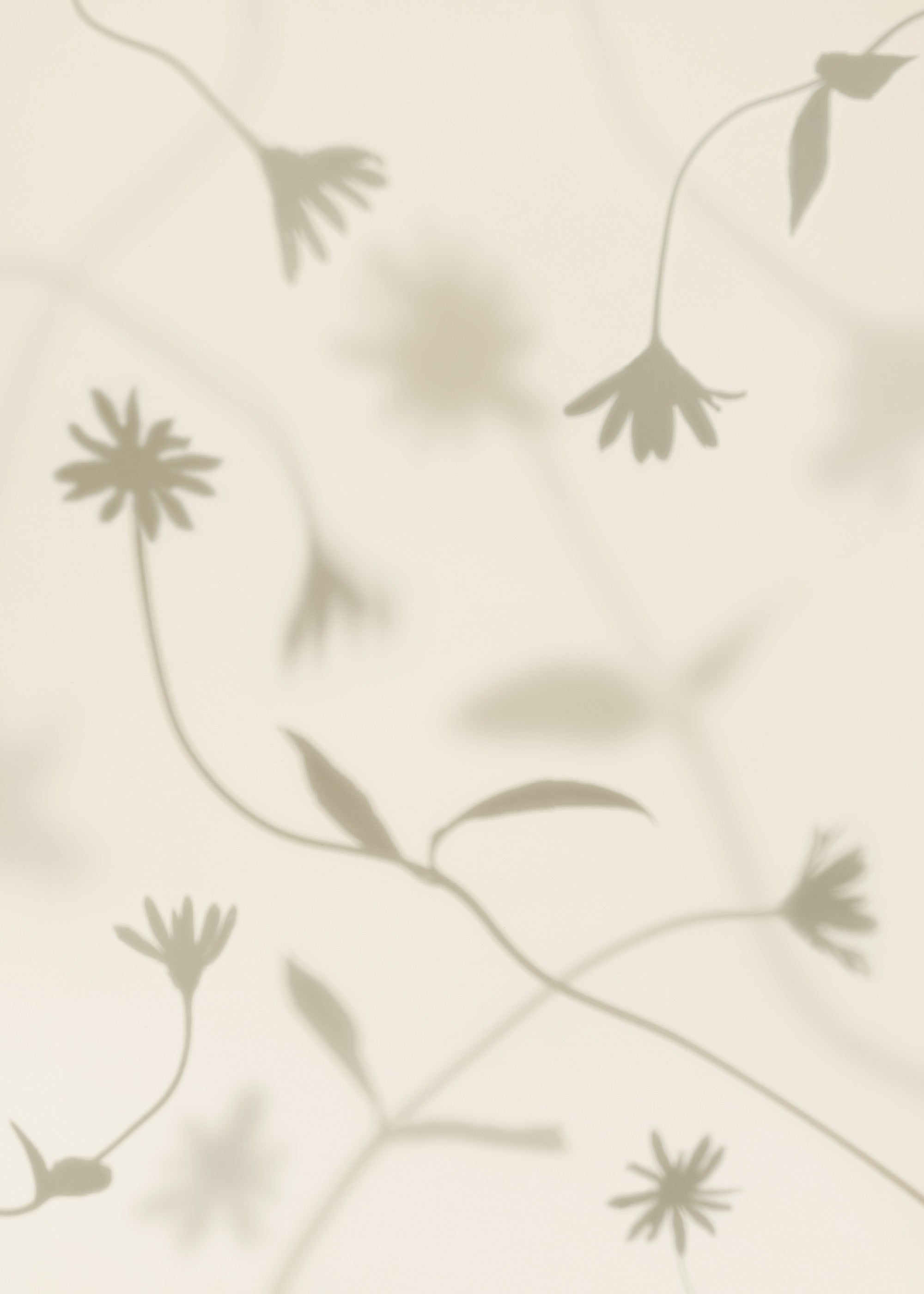 Petal Shadows Print