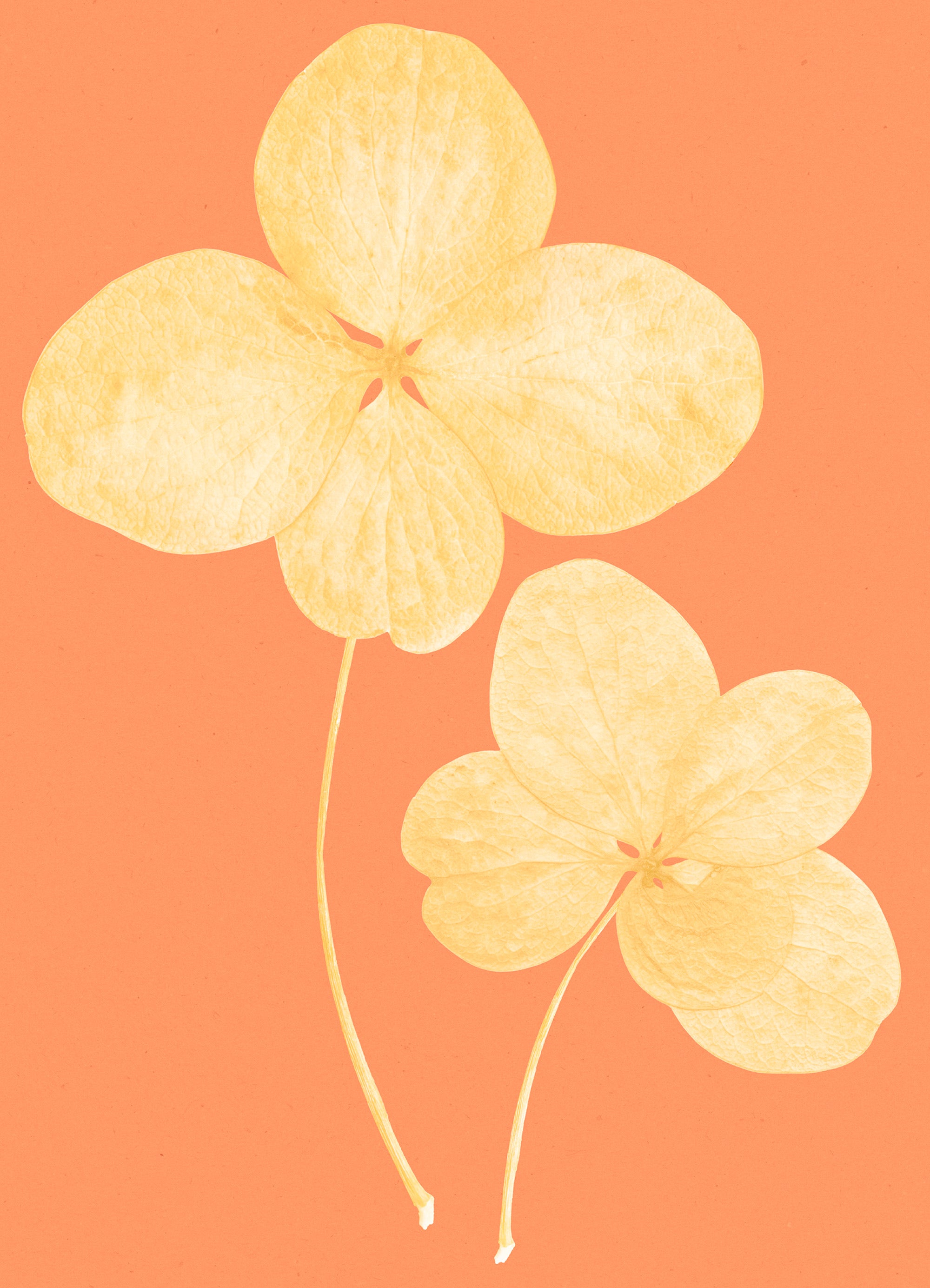 Two in Bloom Print