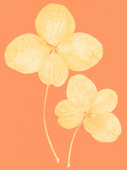 Two in Bloom Print