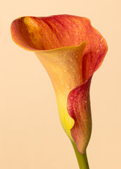 Color Calla Print