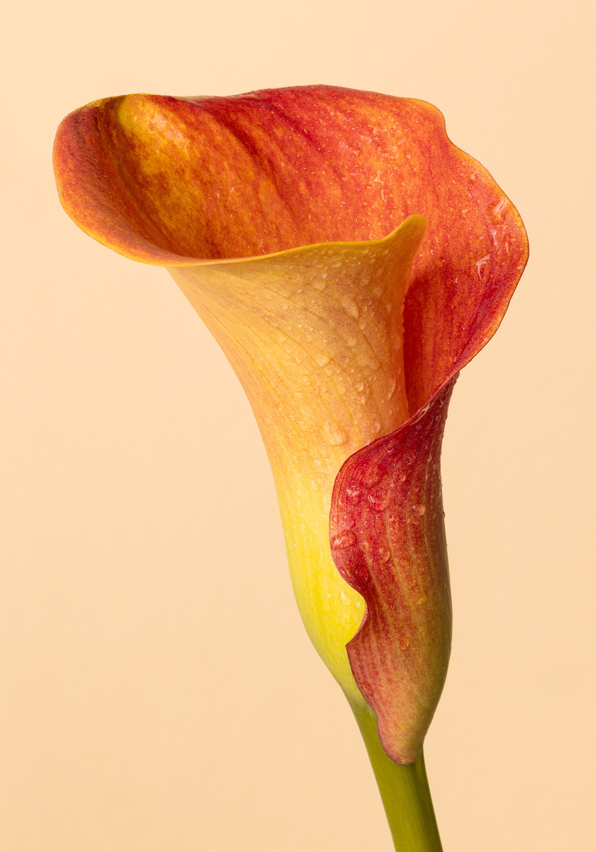 Color Calla Print