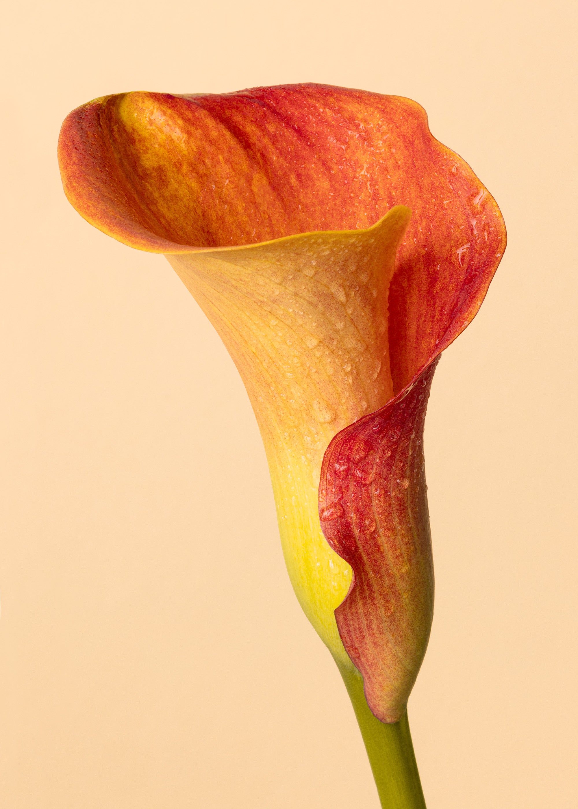 Color Calla Print