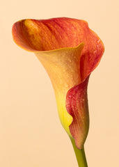 Color Calla Print