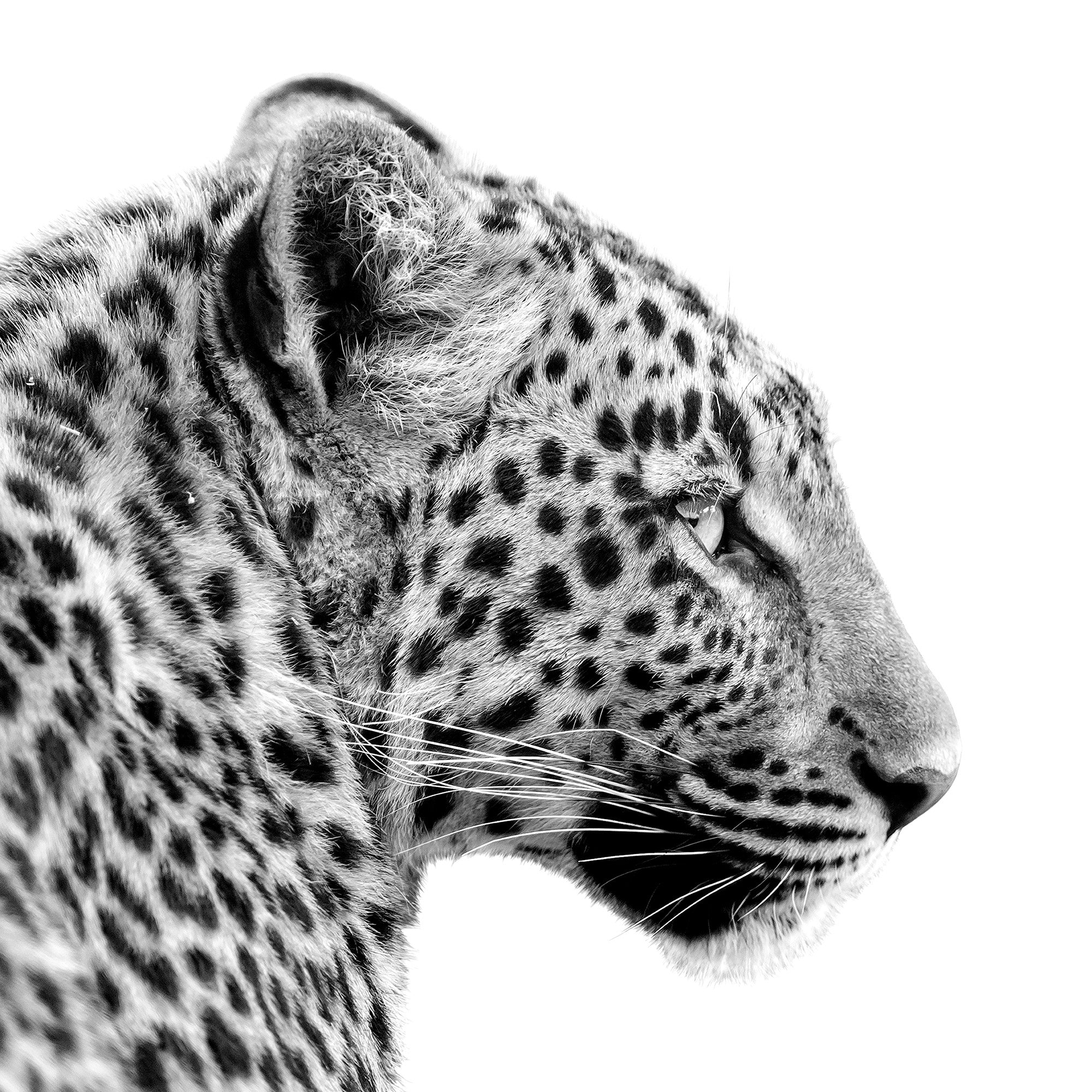 Leopard Profile Print