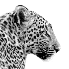 Leopard Profile Print
