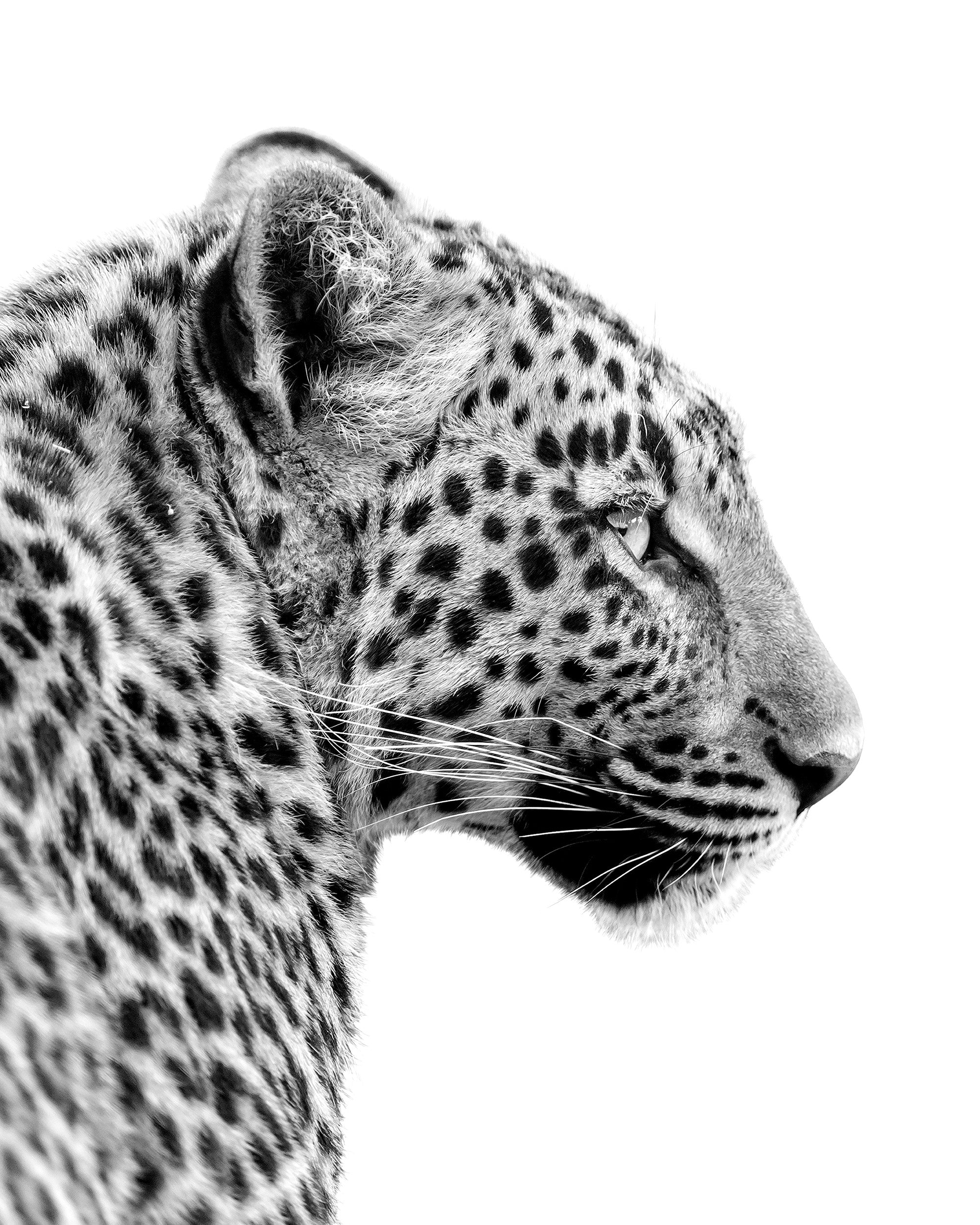 Leopard Profile Print