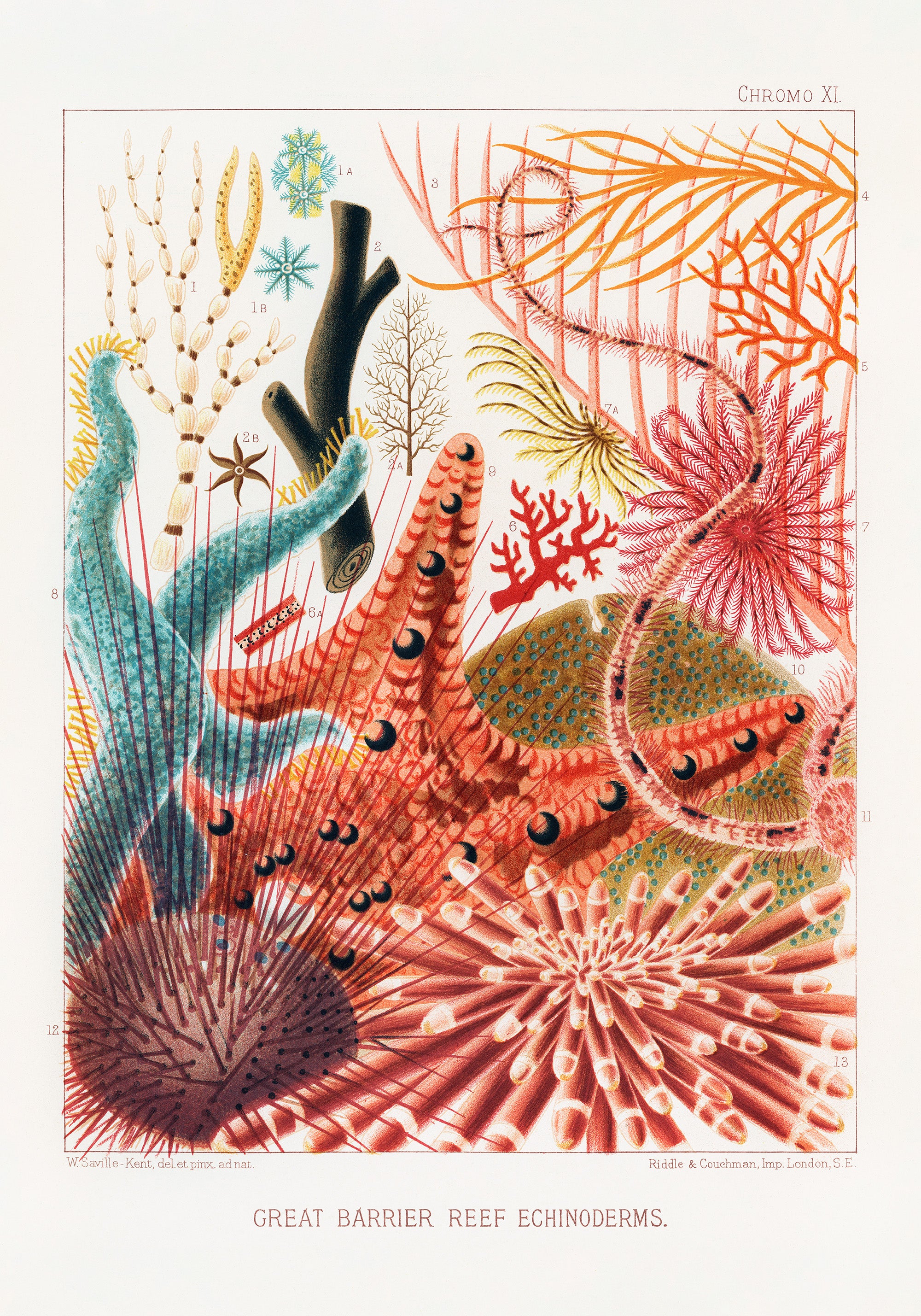 Great Barrier Reef Print