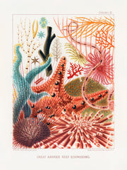 Great Barrier Reef Print