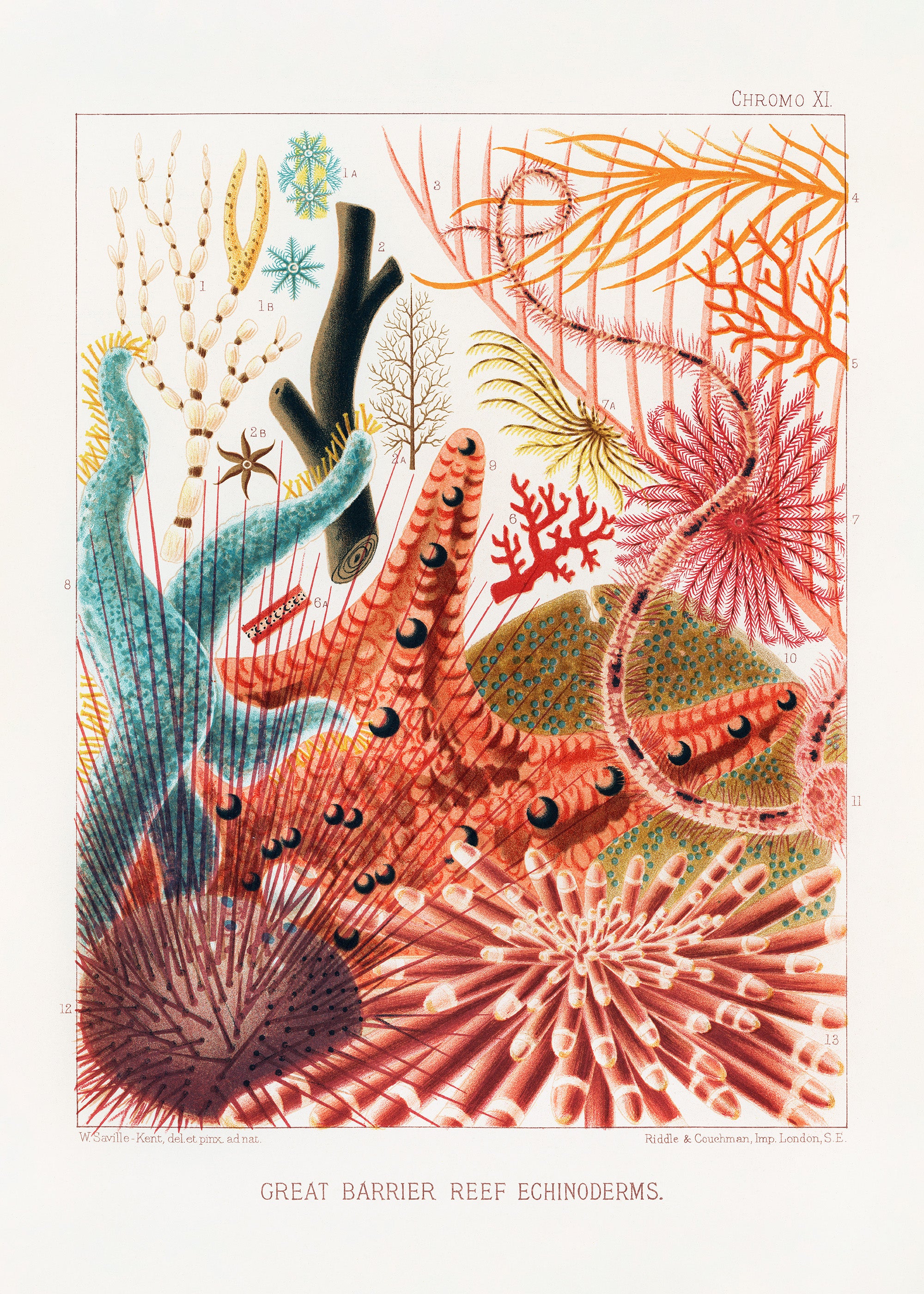 Great Barrier Reef Print