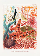 Great Barrier Reef Print