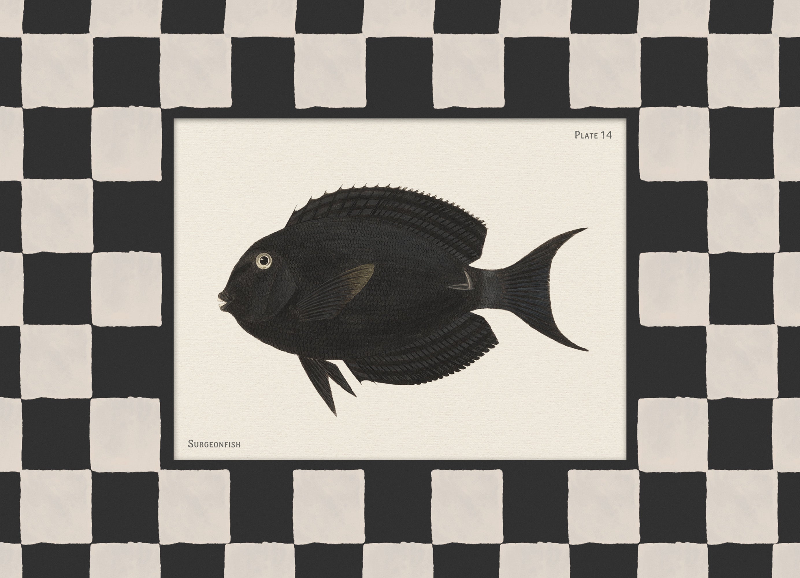 Vintage Surgeonfish Print