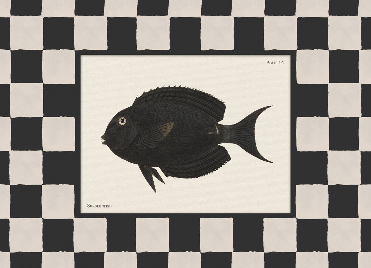 Vintage Surgeonfish Print
