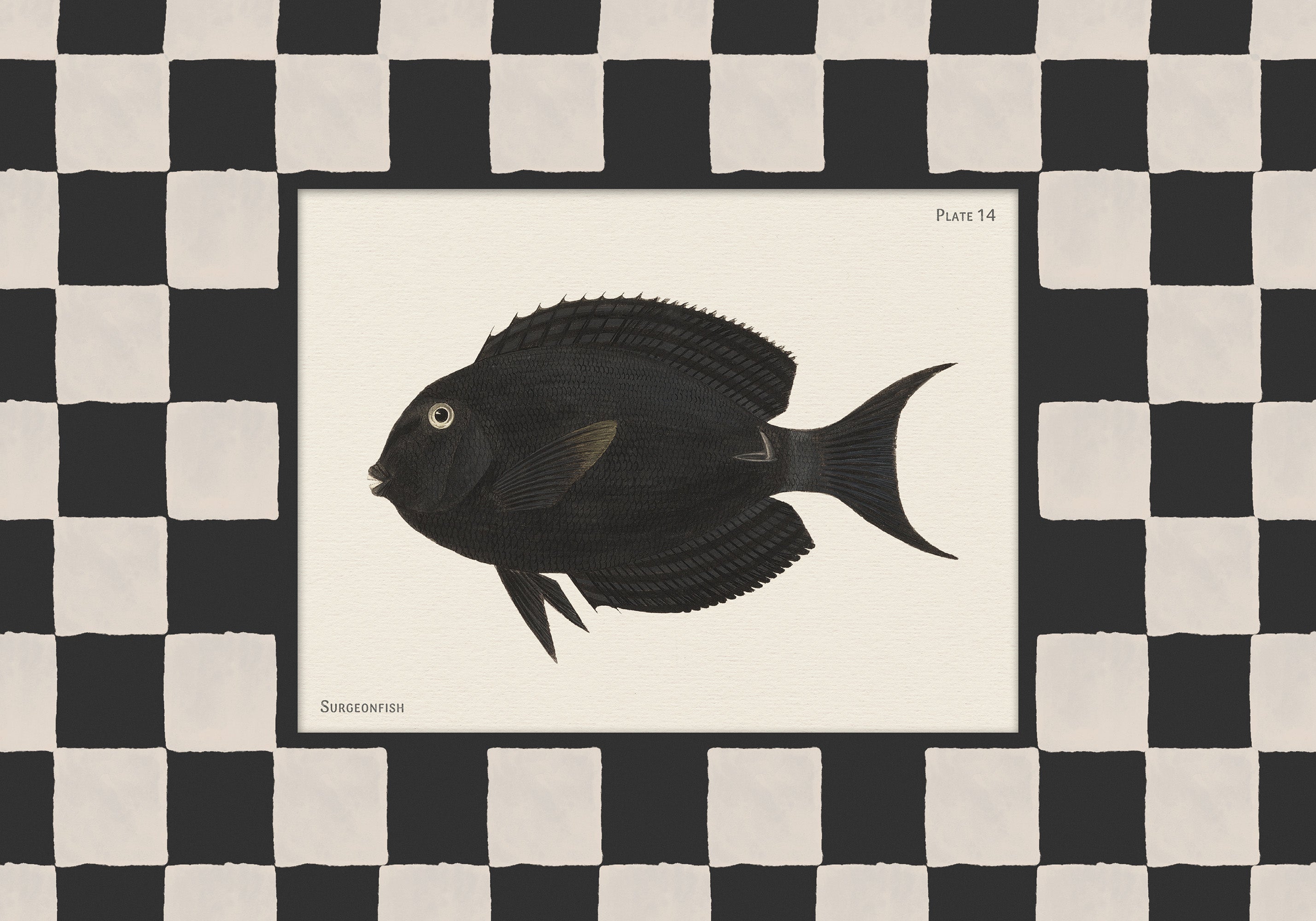 Vintage Surgeonfish Print