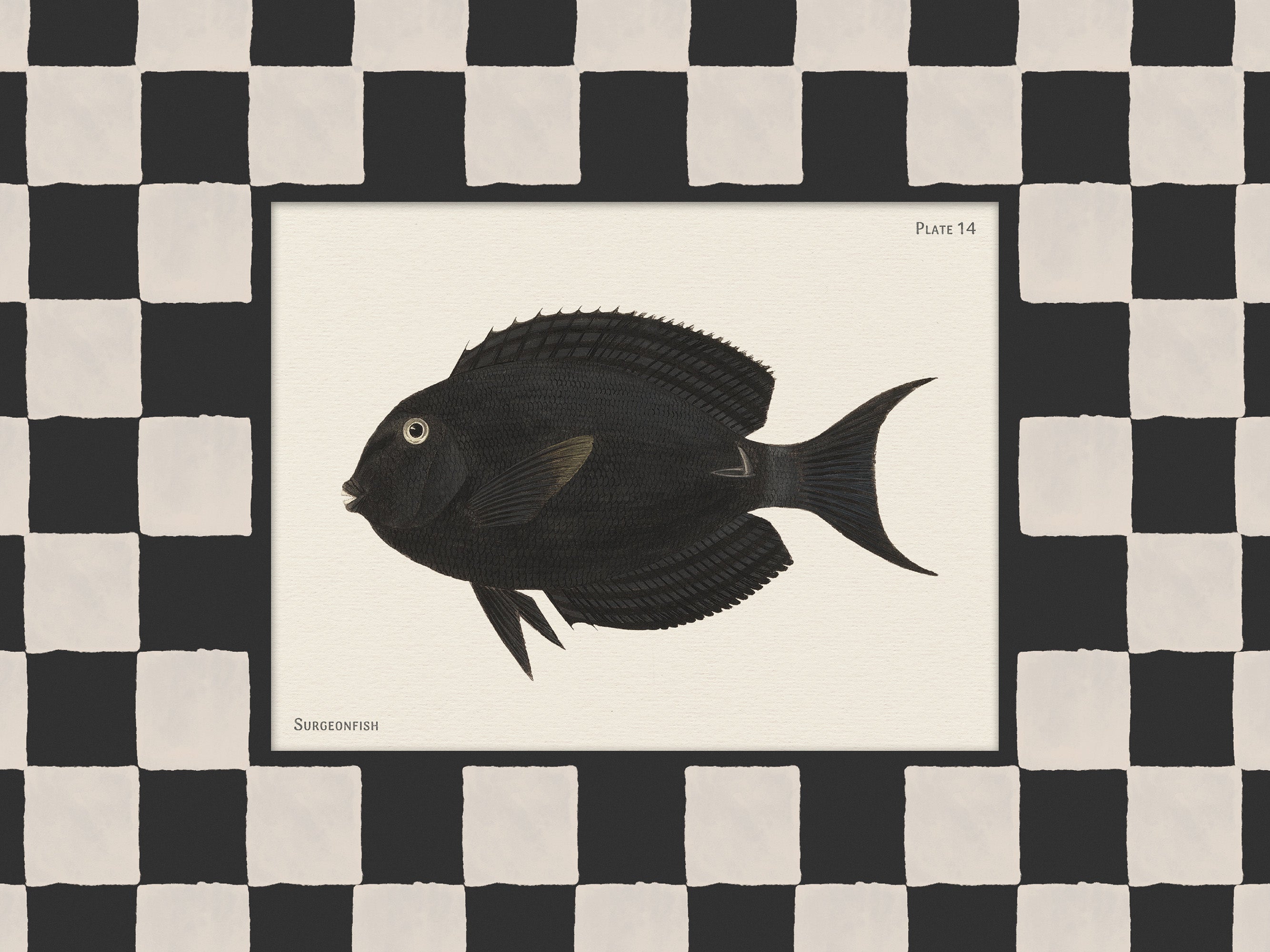 Vintage Surgeonfish Print