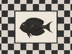 Vintage Surgeonfish Print