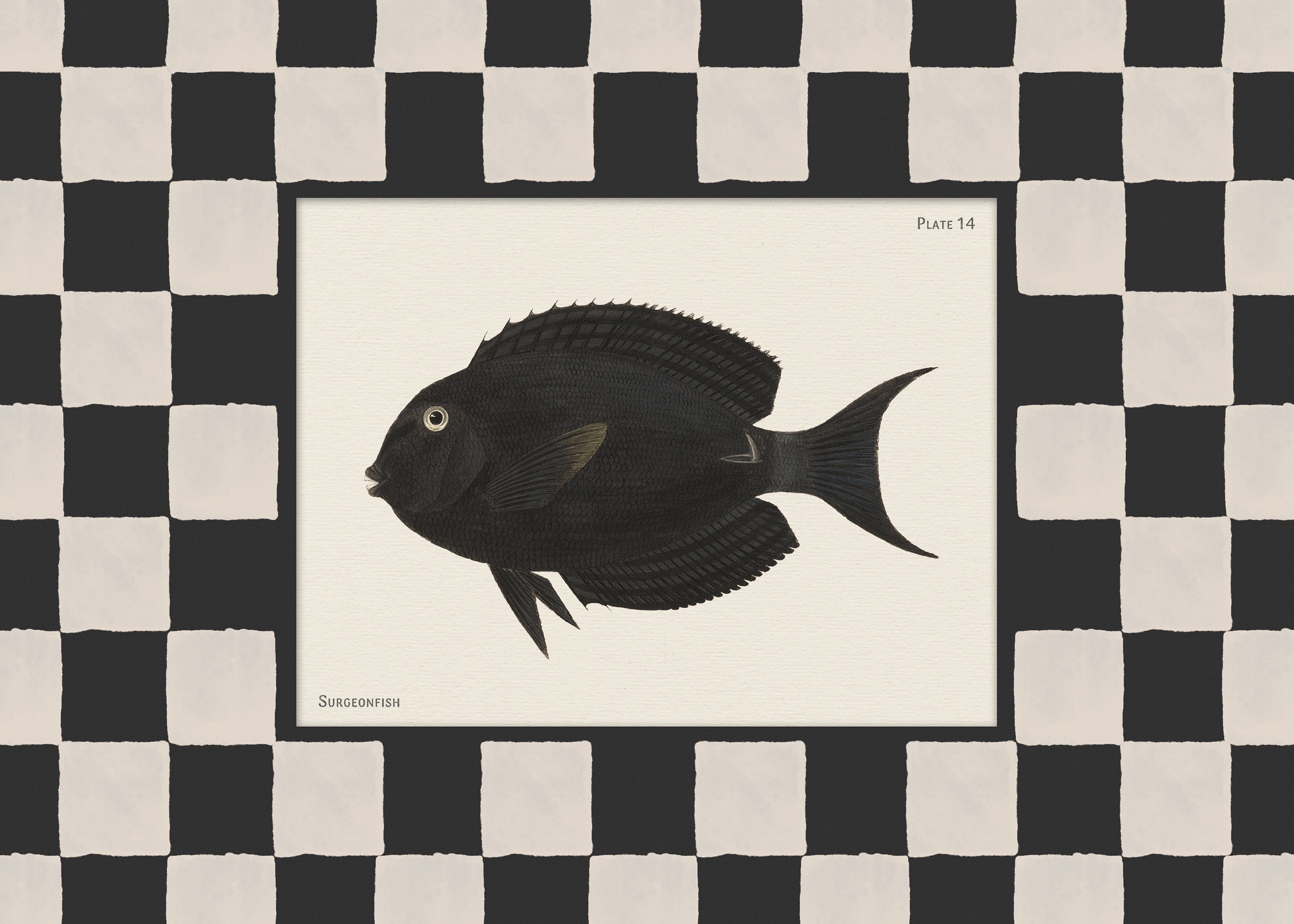 Vintage Surgeonfish Print
