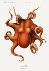 Vintage Octopus Print