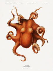 Vintage Octopus Print