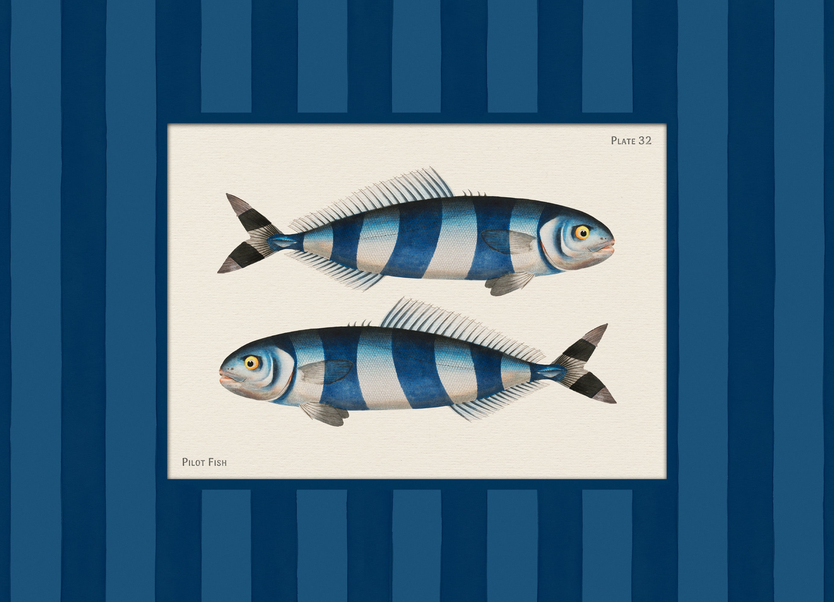 Vintage Pilot Fish Print