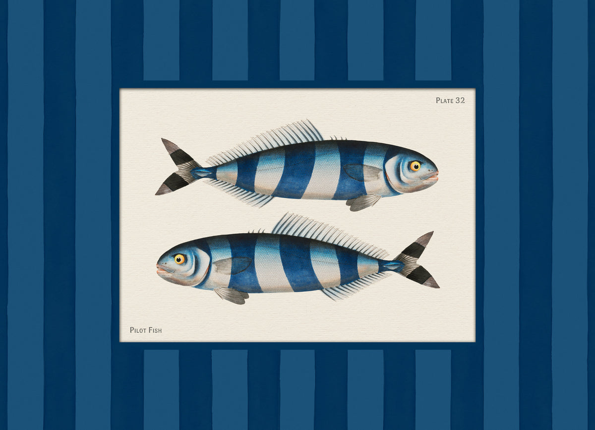 Vintage Pilot Fish Print