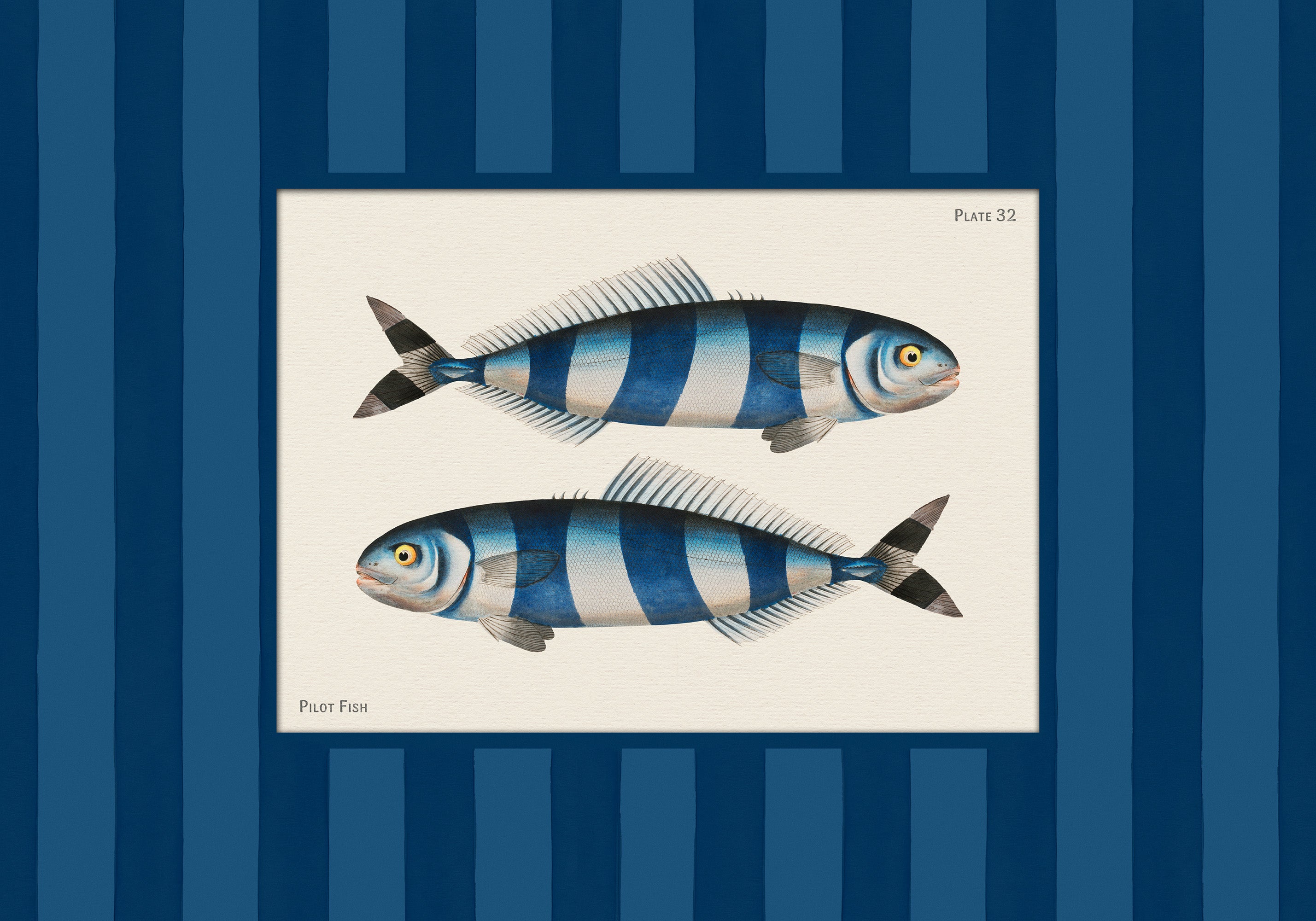Vintage Pilot Fish Print