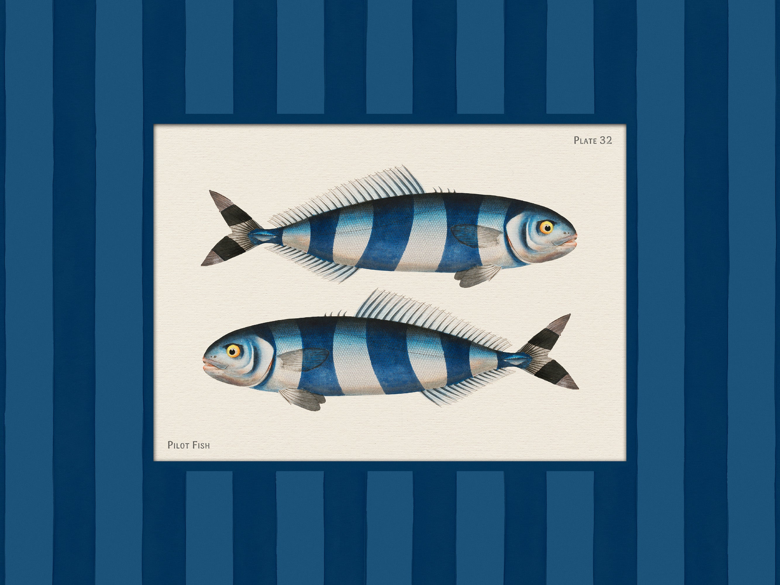 Vintage Pilot Fish Print