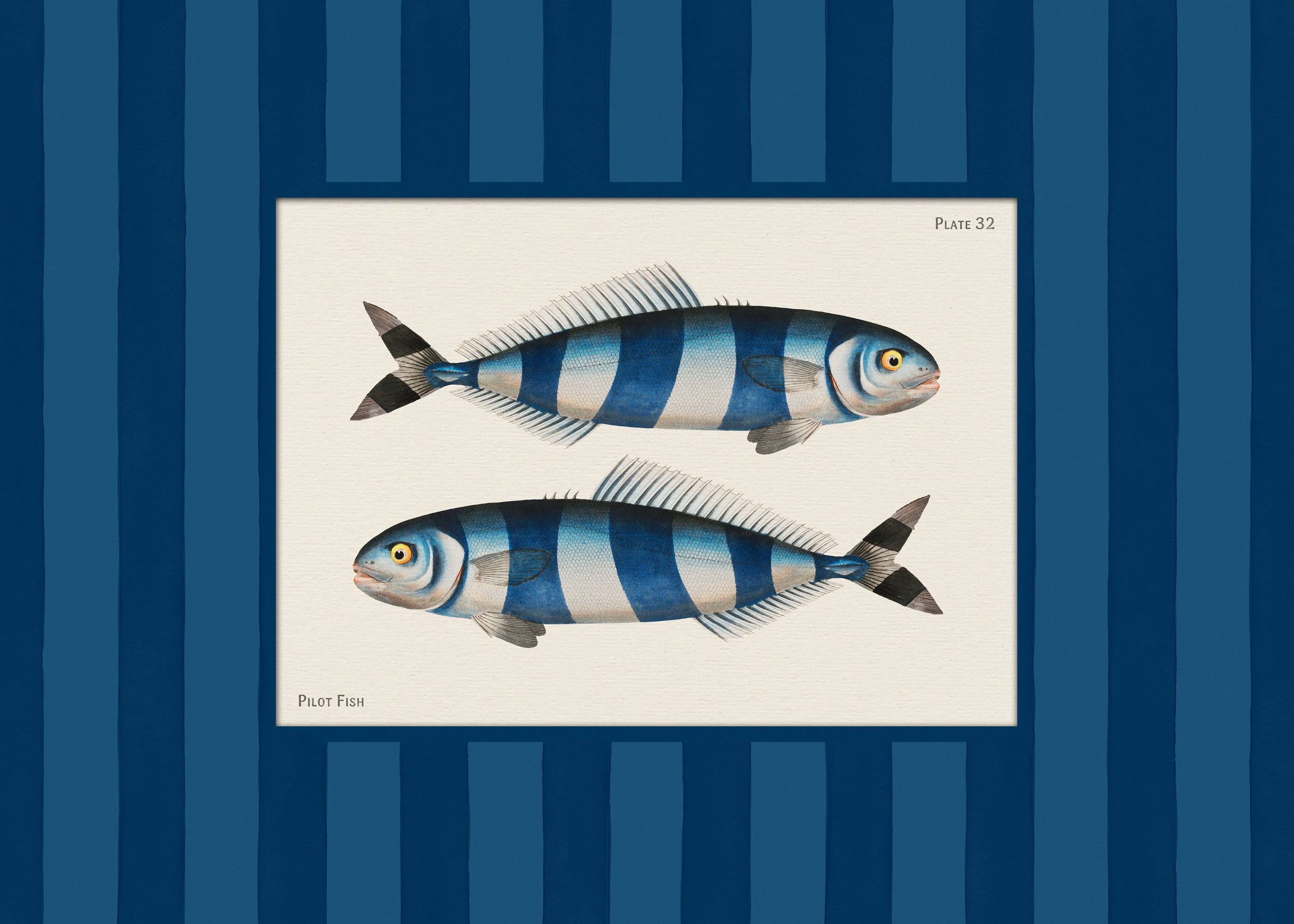 Vintage Pilot Fish Print