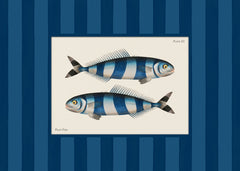 Vintage Pilot Fish Print
