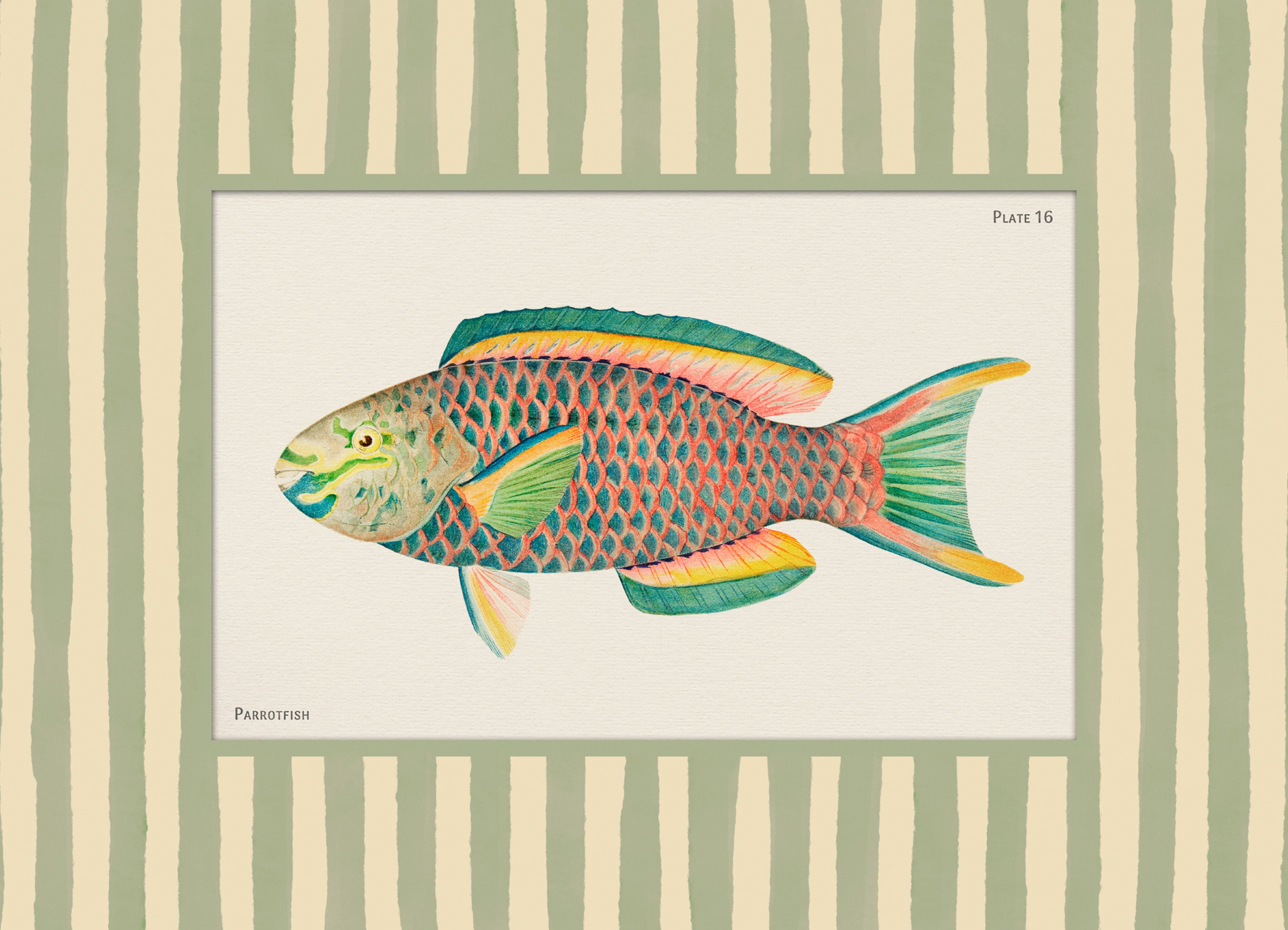 Vintage Parrotfish Print