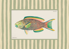 Vintage Parrotfish Print