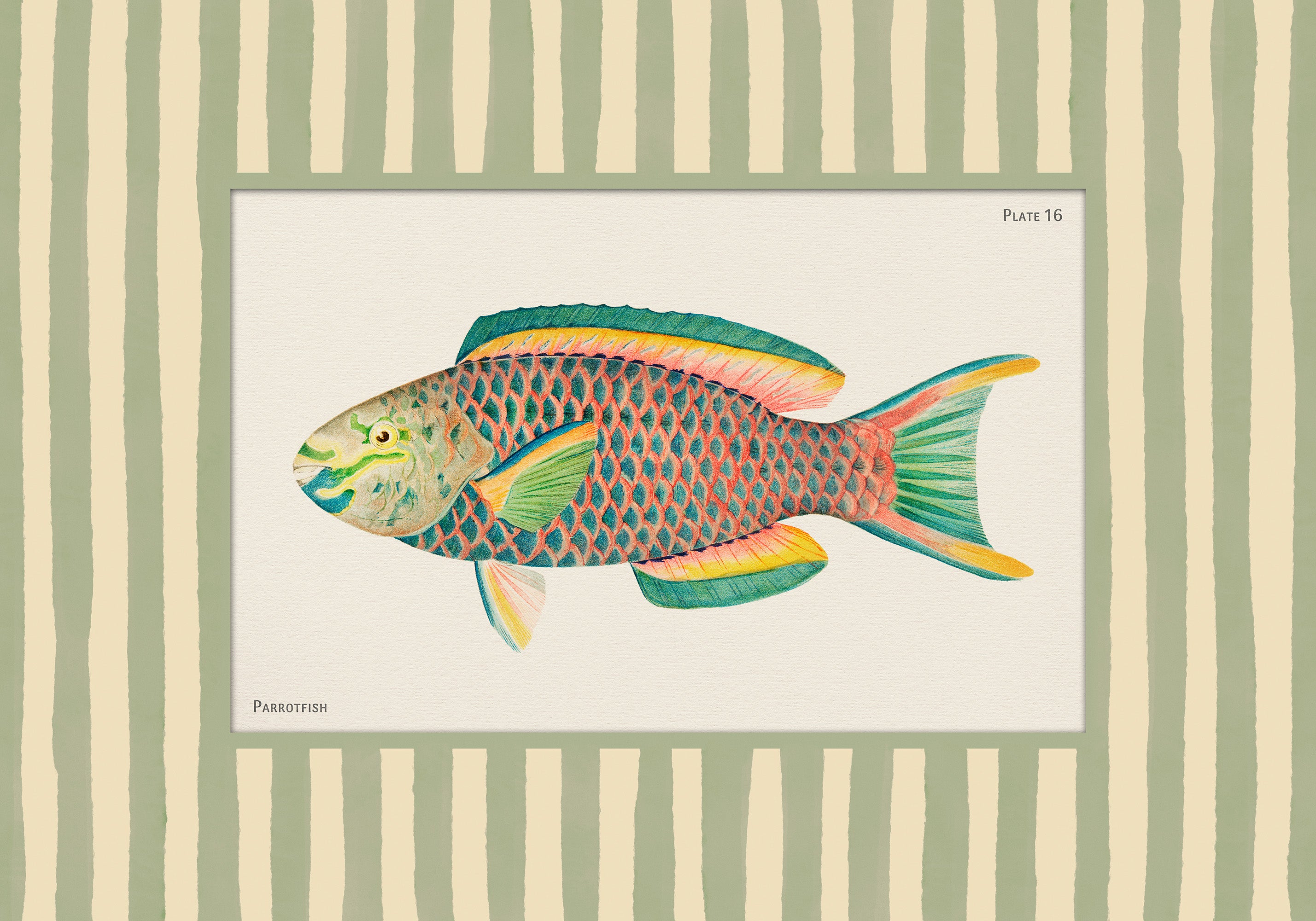 Vintage Parrotfish Print