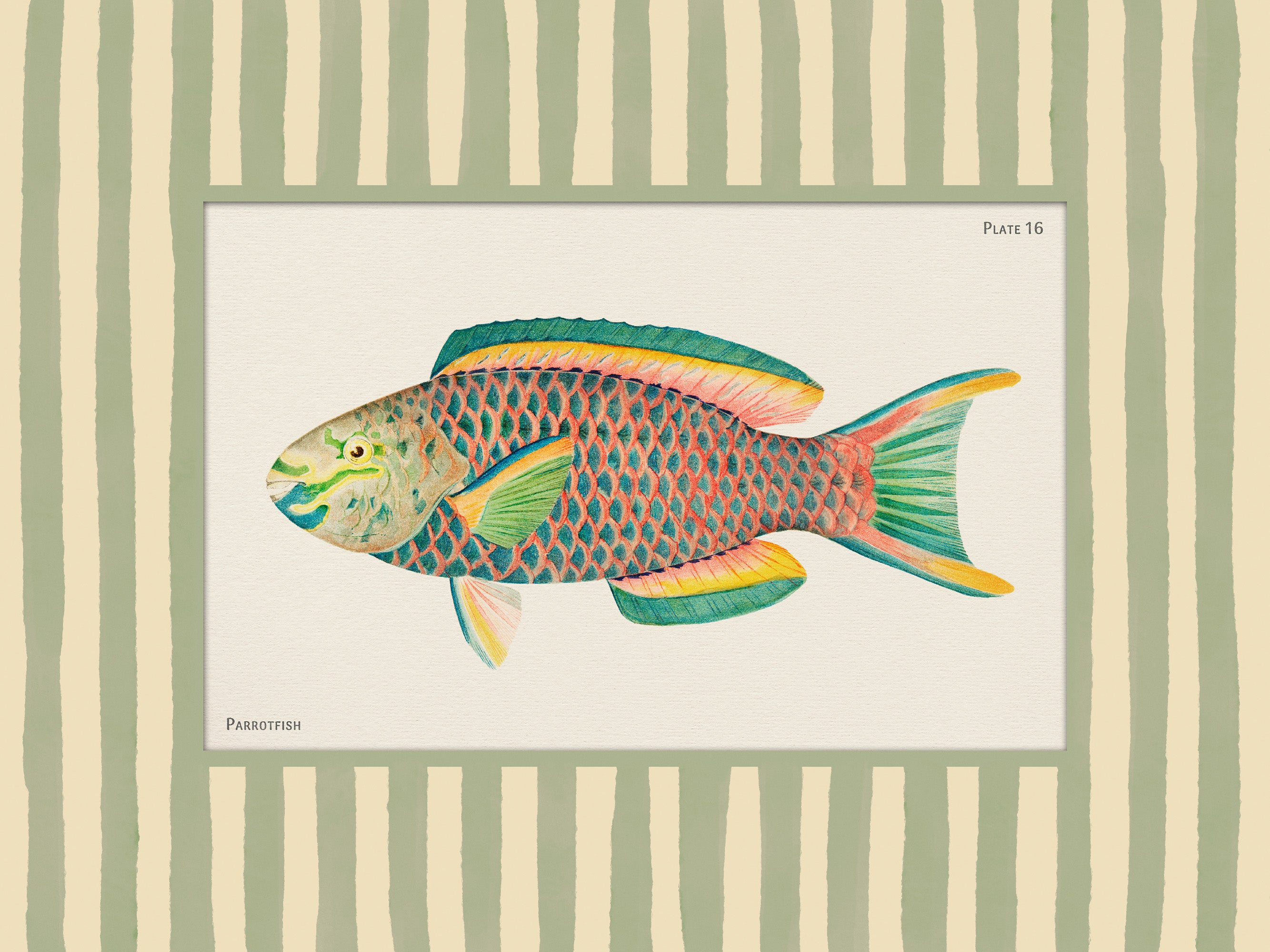Vintage Parrotfish Print