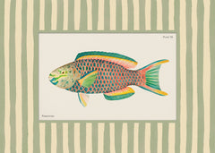 Vintage Parrotfish Print