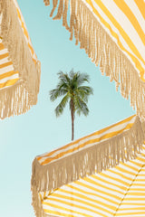 Sunlit Palms Print