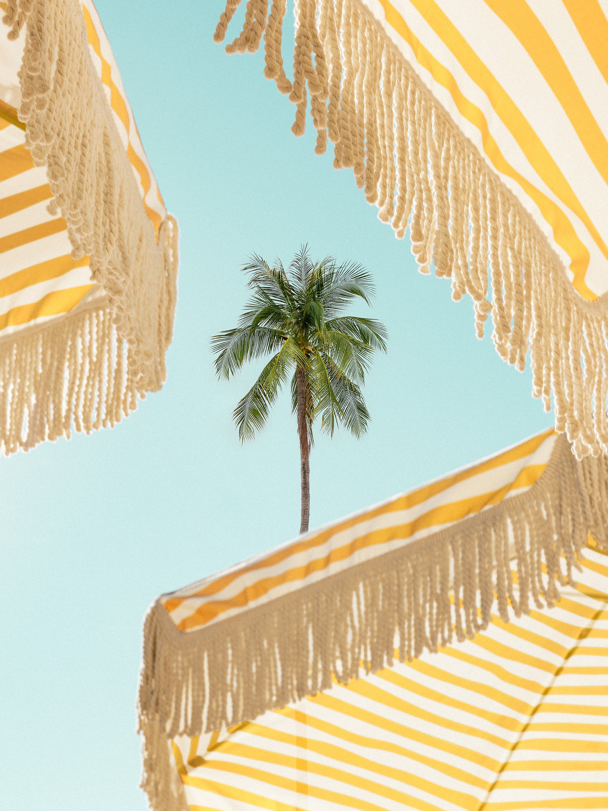 Sunlit Palms Print