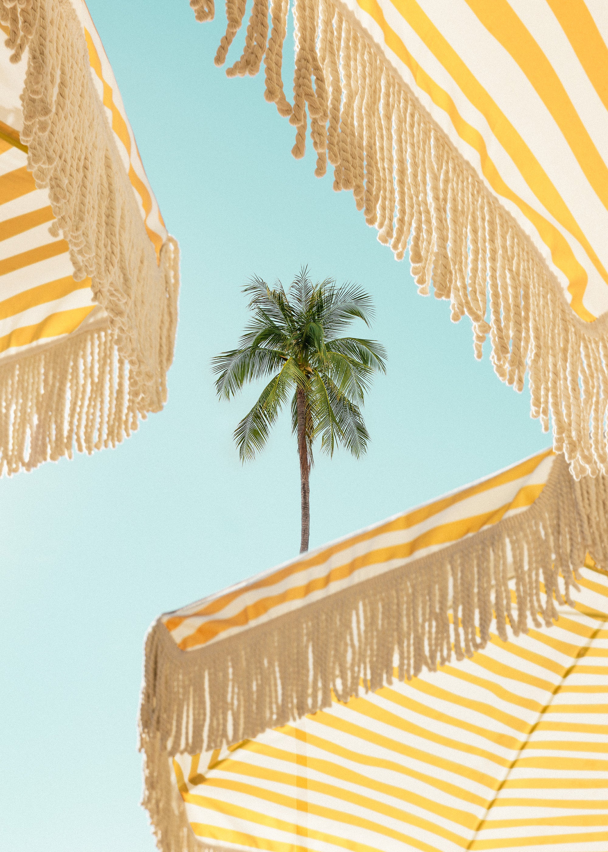 Sunlit Palms Print