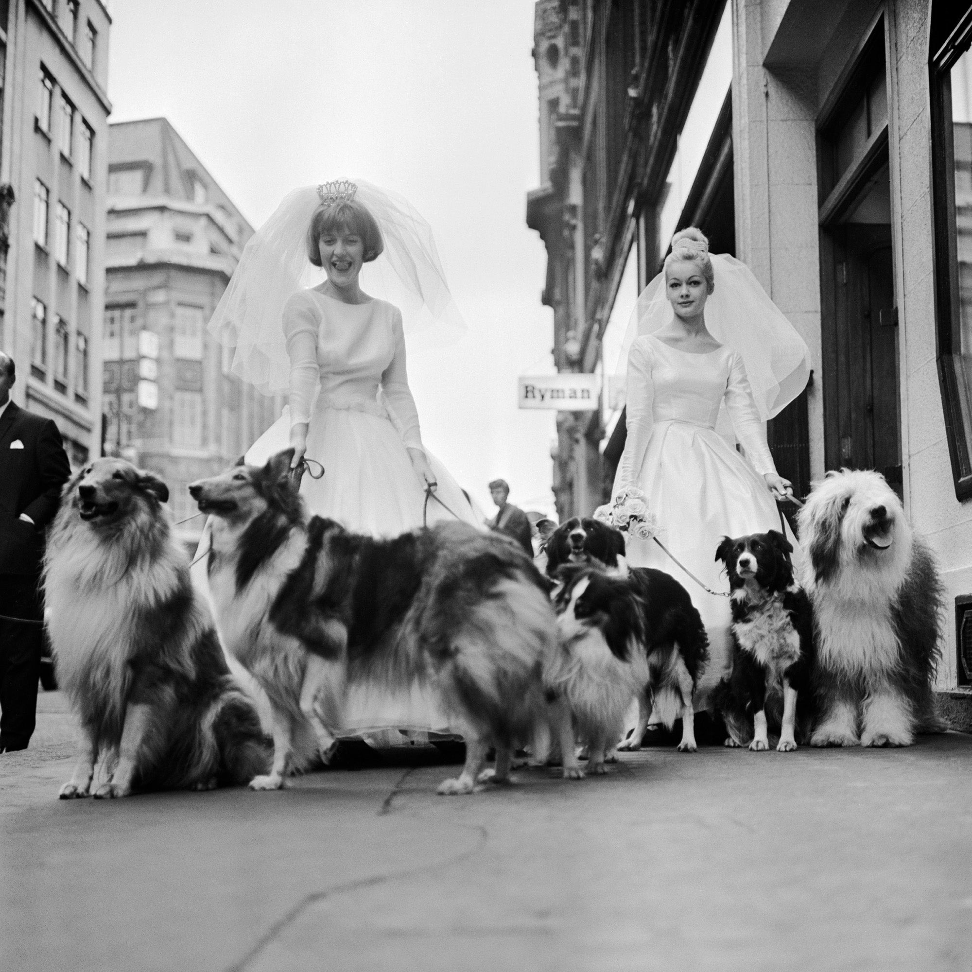 Soho Sheep Dogs Print
