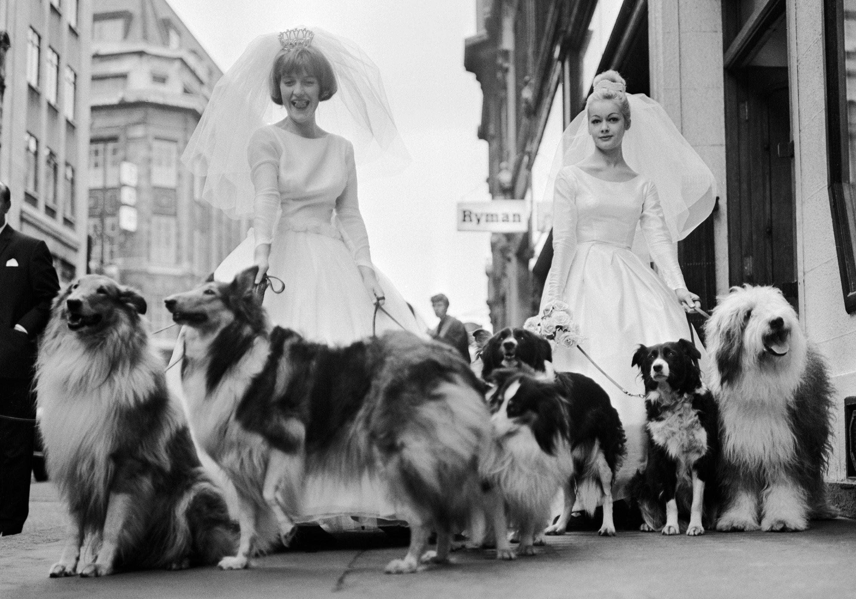 Soho Sheep Dogs Print