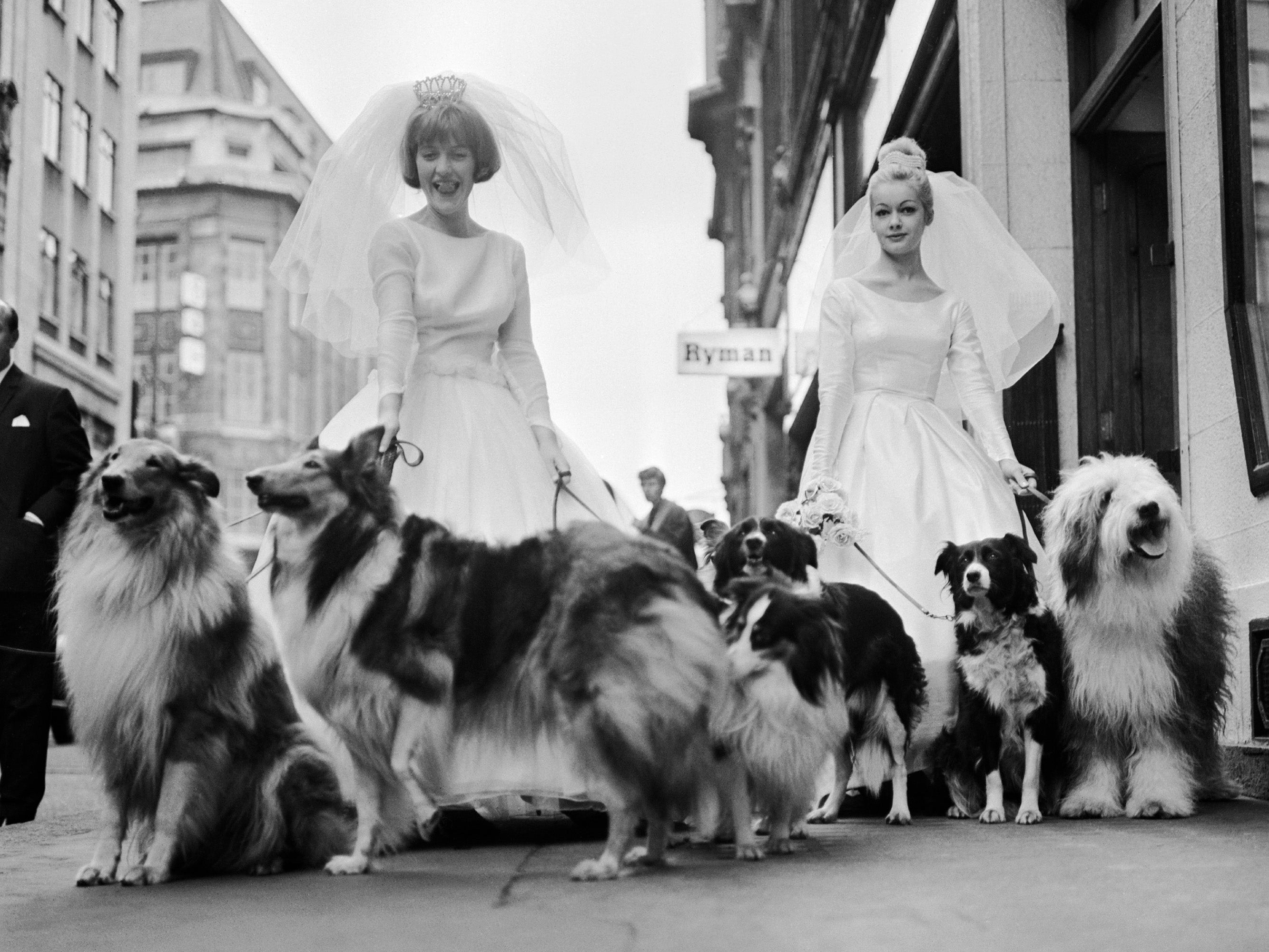 Soho Sheep Dogs Print