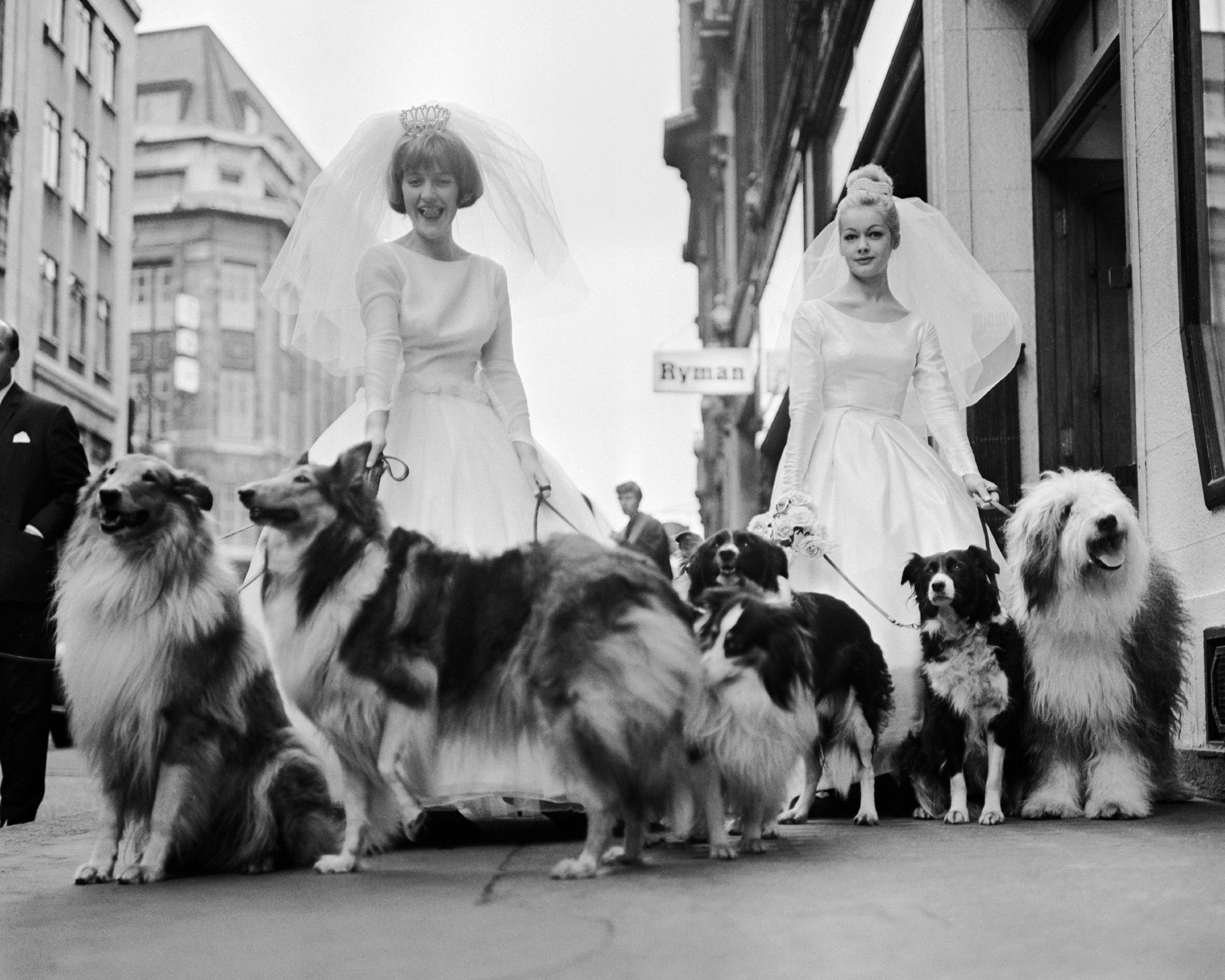 Soho Sheep Dogs Print
