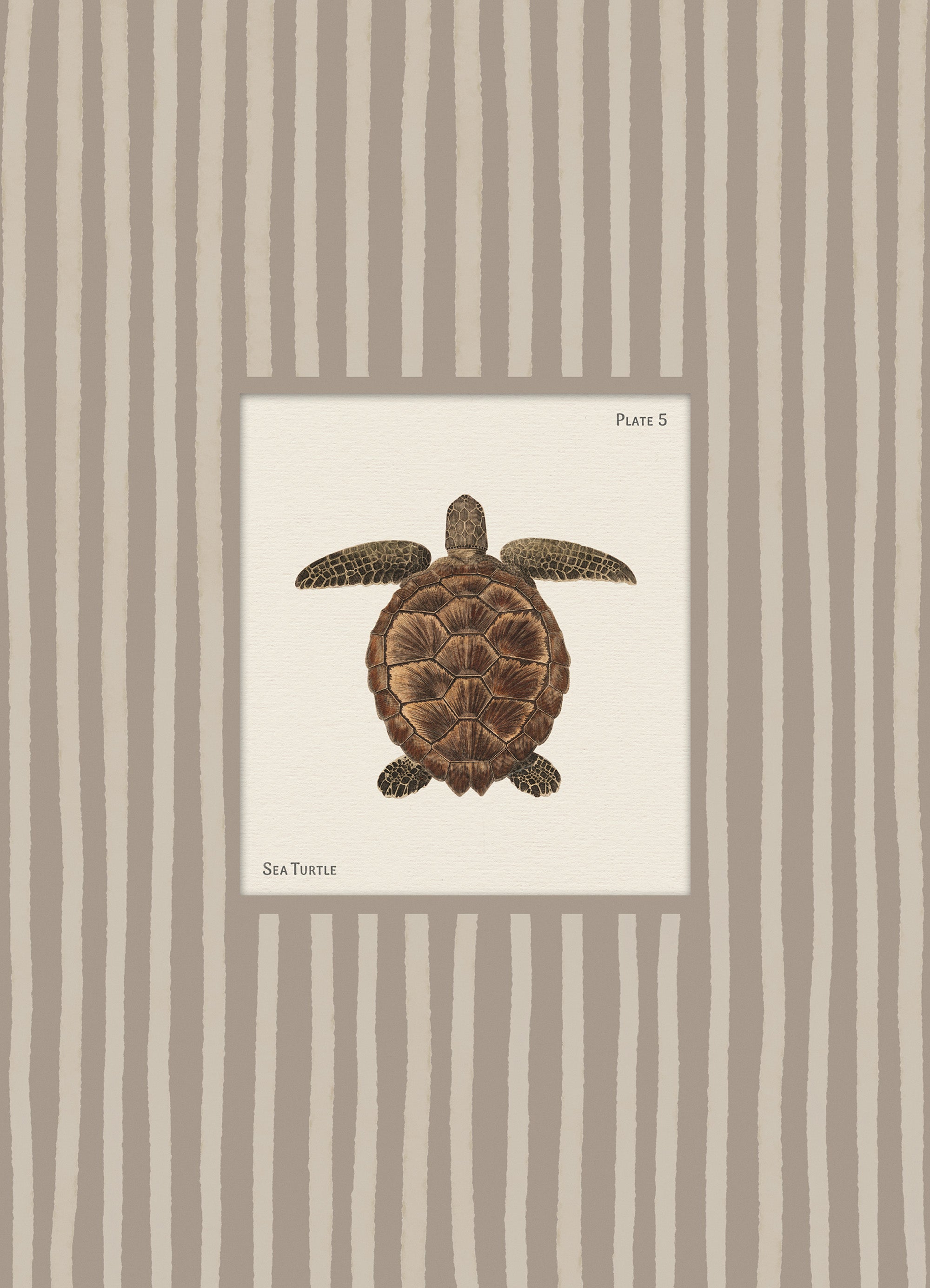 Vintage Sea Turtle Print